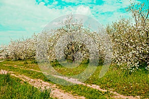 A dirt road along the blossoming apple orchard