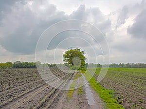 Dirt road along farmland in the flemish countryside