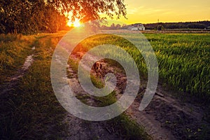 Dirt road along the field at sunset