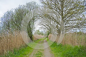 dirt road along reed spring trees in the flemish countryside