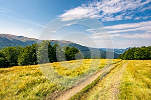 Dirt road through alpine meadow among forest