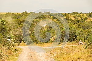 A dirt road amidst trees at Ol Pejeta Conservancy in Nanyuki, Kenya