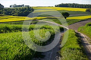 Dirt road among arable fields