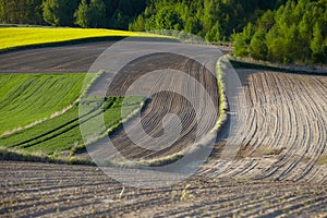 Dirt road among arable fields