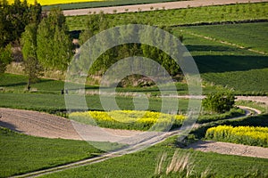 Dirt road among arable fields