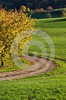 Dirt road around a colorful tree surrounded by grass