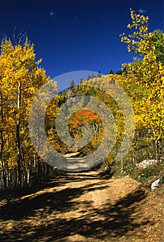 Dirt Road in Aspens in Fall
