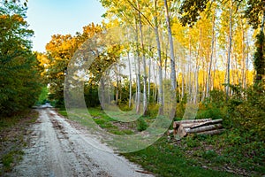 Dirt road in autumn forest