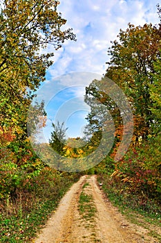 Dirt road in the autumn forest