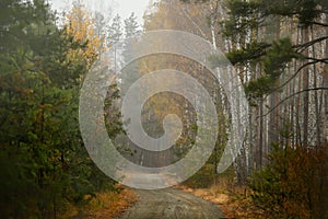 Dirt road among the autumn  forest.