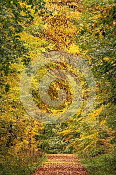 a dirt road in an autumn forest, surrounded by leaves