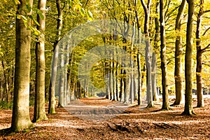 Dirt road in autumn, Netherlands