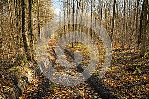 Dirt road in autumn sunny forest