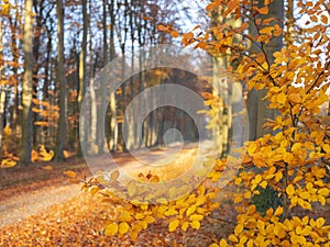Dirt road in autumnal forest near utrecht in holland