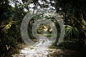 Dirt road backdrop of subtropical forest jungle photo