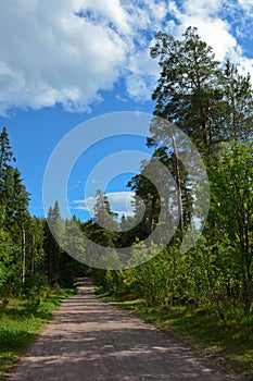 Dirt road in a beautiful green forest in Karelia. Clear summer day, vertical photo of blue sky with white clouds in clear forest.