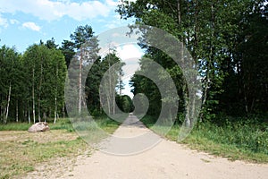 Dirt road in Bialowieza National Park