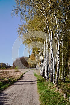A dirt road and birch coppice in spring photo