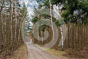 Dirt Road And Birch Trees