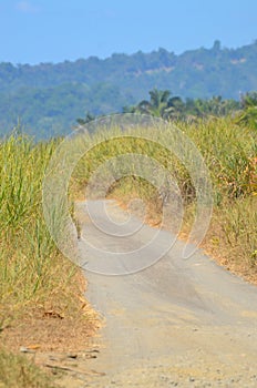 Dirt Road bordered with dune grass and aloe photo