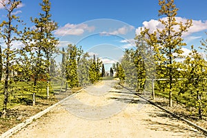 Suciedad carreteras encerrado de acuerdo joven verde árboles en. verano 