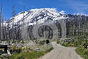 Dirt Road through a Burned Forest toward Mt. Adams