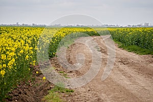 Dirt road through canola field