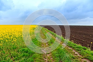 Dirt road and canola fields