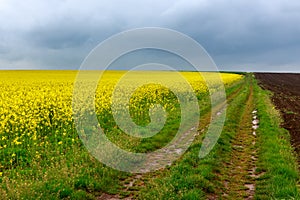 Dirt road and canola fields