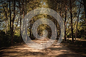 Dirt Road Canopied by Trees