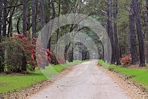 Dirt Road Charleston SC Lowcountry South Carolina