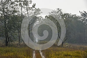 Dirt road at Chitwan national park on Nepal