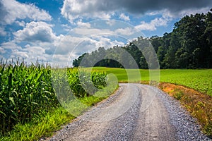 Dirt road and corn field in rural Carroll County, Maryland.