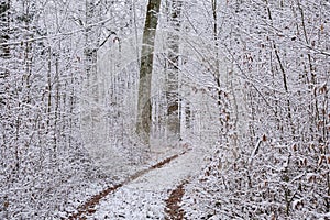 Dirt road crossing snowy deciduous stand