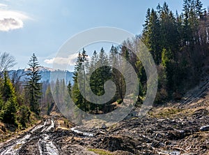 Dirt road through cutting in forest