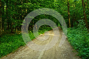 Dirt road through a dense green forest, spring day