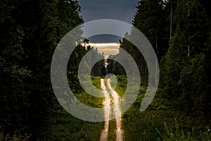 Dirt road through dense pine forest at sunset.