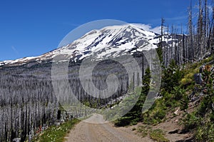 Dirt Road descends through a Dead Forest and Mt. Adams