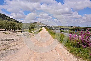 Dirt road desert