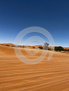 Dirt road in desert. Sand road to Sossusvlei Deadvlei. Lonely tree.