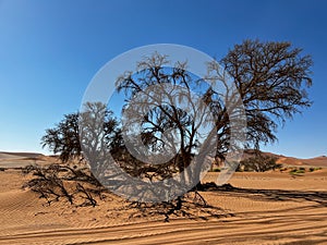 Dirt road in desert. Sand road to Sossusvlei Deadvlei. Lonely tree.
