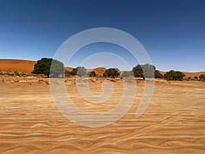 Dirt road in desert. Sand road to Sossusvlei Deadvlei. Lonely tree.