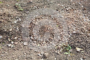 Dirt Road, Detail of surface texture with small pebble rock