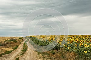 The dirt road is a distance of angry fields of wheat and sunflowers.