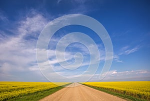 Dirt road dividing canola crops