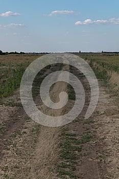 dirt road, with dry grass and green, leads into the distance, against the blue sky with white clouds