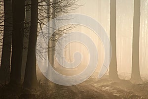 a dirt road through the early spring deciduous forest in foggy weather branches of oak trees backlit by morning sun dense fog and