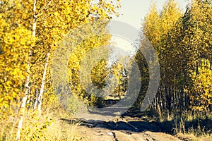 Dirt road at the edge of the forest