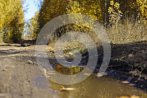 Dirt road at the edge of the forest