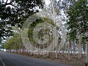 Dirt road through eucalyptus groves